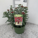Achillea mille. Kübel rot