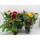 Gerbera 'Landscape' gemischt