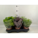 Peperomia Mix