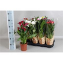 Calla Mix