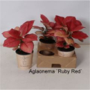 Aglaonema rot