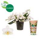 Phalaenopsis weiß ungestäbt