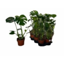 Monstera deliciosa