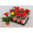 Gerbera Mix