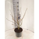 Magnolia stellata "Royal Star"