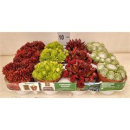 Sempervivum Mix