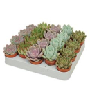 Mini Echeveria Mix