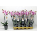 Phalaenopsis 2 Rispen rosa