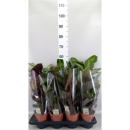 Calathea gemischt