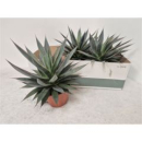 Agave 'Shaka Zulu'