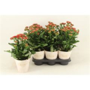 Kalanchoe "Scarlet Red"