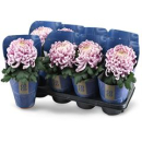 Chrysanthemum 'Vienna Pink'