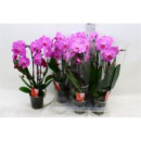 Phalaenopsis "Cascade" pink gestreift