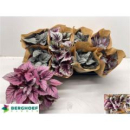 Begonia Rex 'Beleaf' gemischt