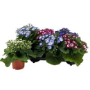 Pericallis cruentos Mix