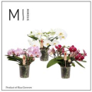 Phalaenopsis Ring Mix