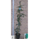 Cedrus libani 'Glauca'