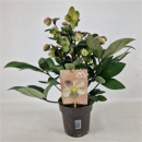 Helleborus 'Viv Valeria'