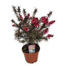 Leptospermum scoparium