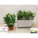 Lilium long. 'Miracle'