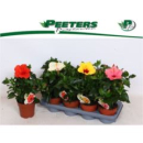 Hibiscus rosa-sin. 'Sunny' mix