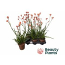 Anigozanthos orange