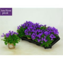 Campanula porten. blau