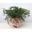 Humata griffithiana var. tyermannii