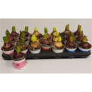 Hyacinthus  1pp Mix rund