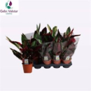 Stromanthe sanguin. 'Triostar'