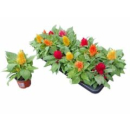 Celosia plumosus Mix