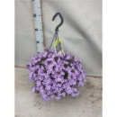 Campanula porten. Ampel