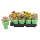 Kalanchoe  midi Mix