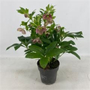 Helleborus ori. rosa