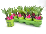Tulpe  pink gefranst "Split"