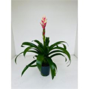 Guzmania "Candy" pink