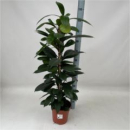 Ficus cyathistipula