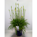 Agapanthus Kübel blau