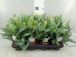 Phlebodium aureum 'Blue Star'
