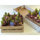 Hyacinthus in Holzkiste