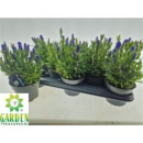 Gentiana