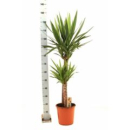Yucca