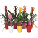 Bromelia gemischt mit Übertopf