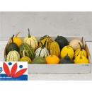 Cucurbita pepo gemischt