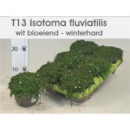 Isotoma fluviatilis