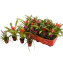 Mini Bromelia gemischt