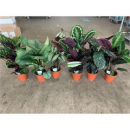 Calathea gemischt