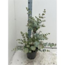 Eucalyptus cinerea