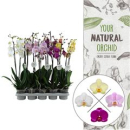 Phalaenopsis 2 Rispen Mix