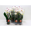 Phalaenopsis "Cascade" lila-weiß gefleckt